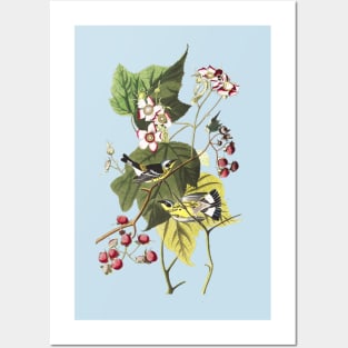 John James Audubon Black & Yellow Warblers Posters and Art